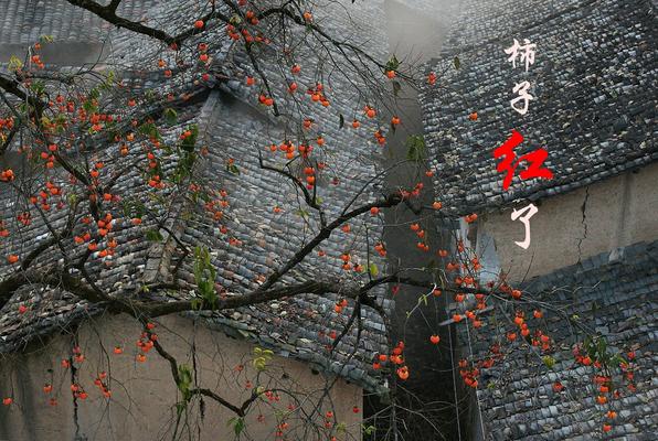 10月16日陕西渭南“柿子红了”创作摄影