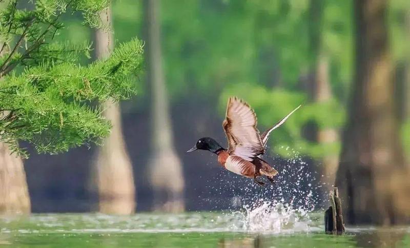 2023年12月29日适马新款60-600长焦镜头上海自驾安徽滁州池杉湖湿地拍鸟活动